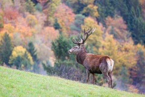 A red deer stag (Cervus elaphus) is standing in a meadow in hilly terrain. A forest with autumn