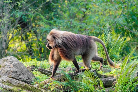 An adult male gelada (Theropithecus gelada), or bloodheart monkey, runs across a green meadow