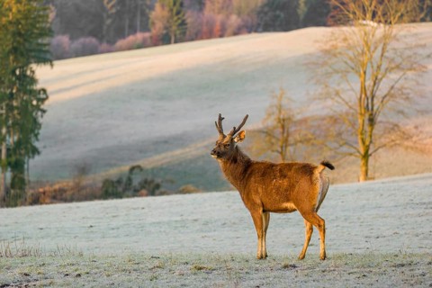 A sambar deer (Rusa unicolor), standing on a frozen meadow in the early morning light