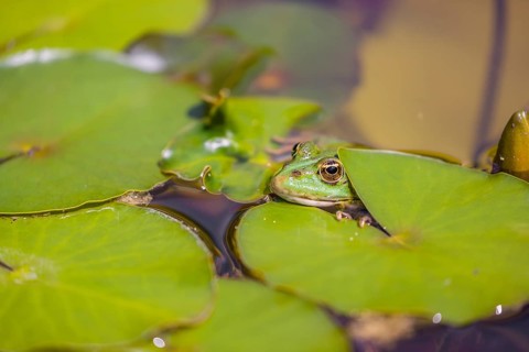 A common water frog, Pelophylax kl. esculentus, resting in the water close to a waterlilly,