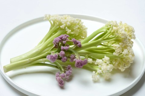 Fioretto, a cross between cauliflower and broccoli. The flowers are reminiscent of coral,