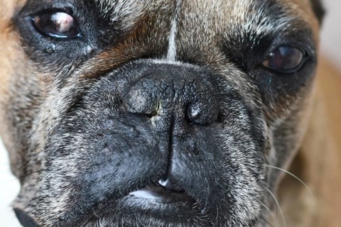 Close up of French Bulldog dog nose with neurogenic dry eye (medical term Neurogenic