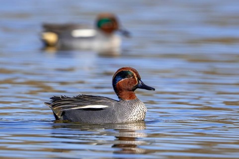 Eurasian teal, common teal, Eurasian green-winged teal (Anas crecca) two adult males swimming in