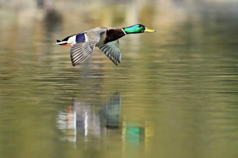 Mallard (Anas platyrhynchos), drake in flight, Flachsee, nature reserve, Reusstal, Canton Aargau,
