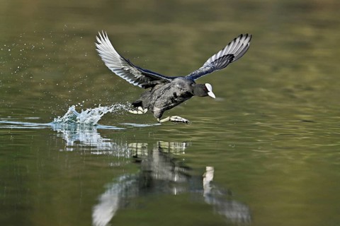 Eurasian Coot (Fulica atra), adult bird walking over water, Flachsee, Canton Aargau, Switzerland,