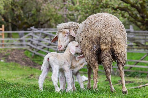 Sheep and young of the Württemberger breed, also known as Merinoland sheep. Sheep pasture on the