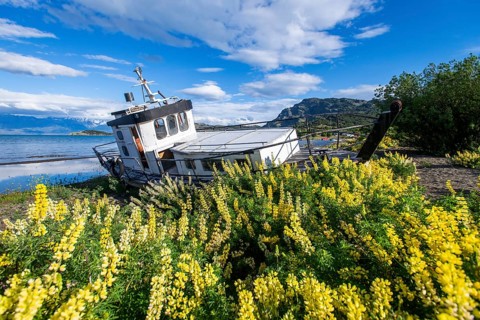 Lupinus albus fishing boat surrounded by yellow flowering lupines on the beach, Lago General