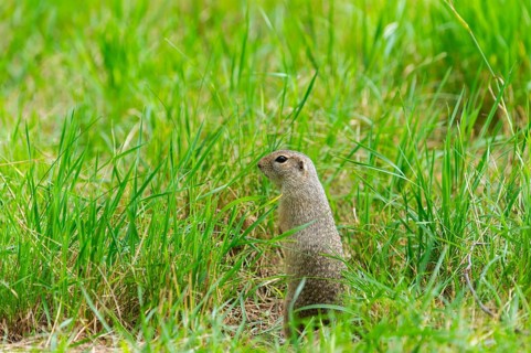 European ground squirrel (Spermophilus citellus) on a meadwo, Bavaria, Germany, Europe