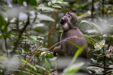 Olive mangabey (Cercocebus agilis) near the Baï-Hokou, Dzanga-Ndoki National Park, Unesco World