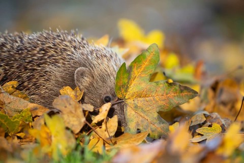European hedgehog (Erinaceus europaeus) adult animal on an urban garden grass lawn with fallen