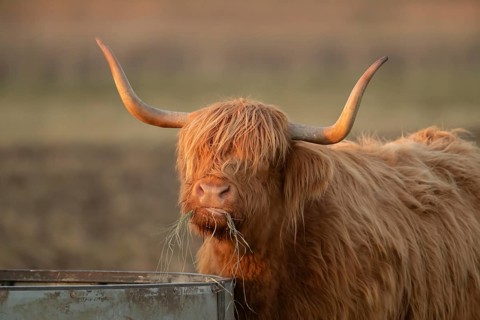 Highland cattle or cow (Bos taurus taurus) adult farm animal eating hay from a trough, England,