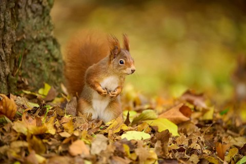 Eurasian squirrel (Sciurus vulgaris), standing upright between autumn leaves at the foot of a tree,