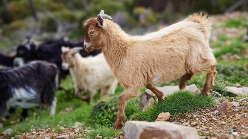 Beige goat standing on rocky ground with a herd in the background, sheep (e) or goat (n), ovis,