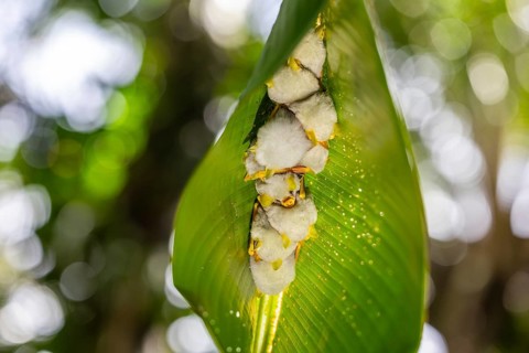 Yellow-eared bat (Ectophylla alba) sleeping under a leaf, bats (Microchiroptera), Alajuela, Costa