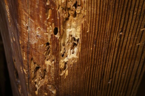 A wooden beam eaten away by woodworm in the attic of a flat, photographed in Berlin, 21/08/2024