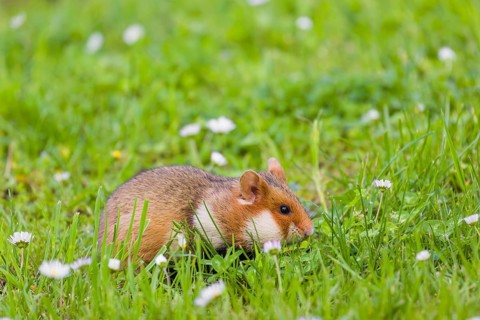 A European hamster (Cricetus cricetus), Eurasian hamster, black-bellied hamster or common hamster,