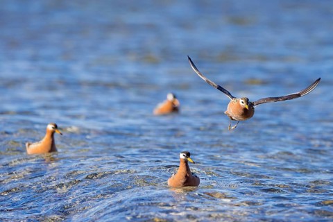Red phalarope, grey phalarope (Phalaropus fulicarius) males and females in breeding plumage in