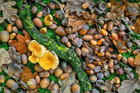 Pedunculate oak (Quercus robur) close-up of fallen acorns, nuts under English oak tree on the