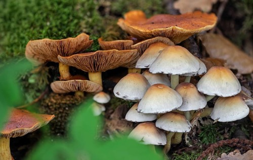 Sulphur tuft, clustered woodlover (Hypholoma fasciculare) and spectacular rustgill (Gymnopilus