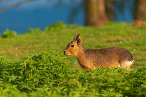 One Patagonian mara (Dolichotis patagonum) stands on a meadow in early morning light