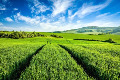 Green fields of Moravia, Czech Republic, Europe