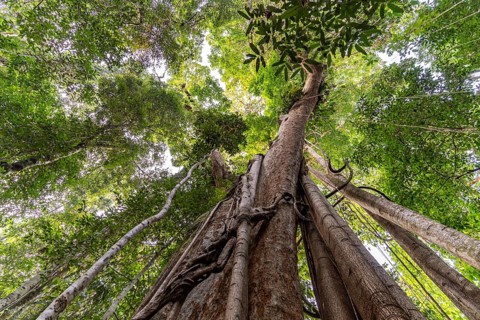 Ancient jungle giant Makayuk, The Old Tree in the jungle of the island of Ko Kut or Koh Kood in the