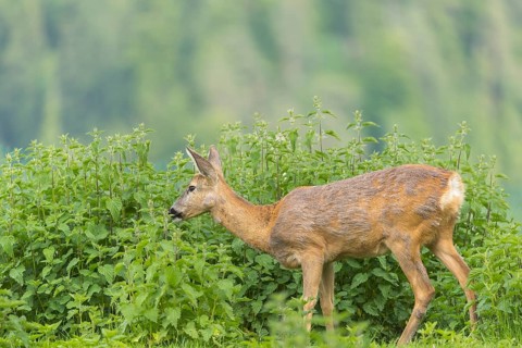 One female Roe Deer, (Capreolus capreolus), standing in a thicket of stinging nettle and feeding on