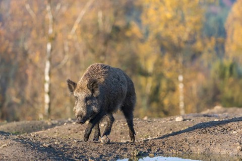 One wild boar or wild pig (Sus scrofa), walking over a muddy opening searching for food, with an