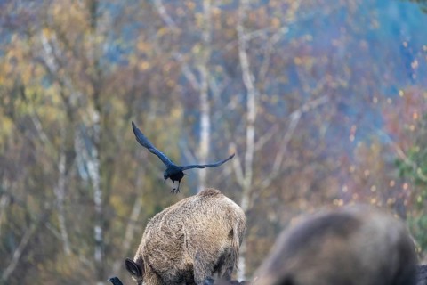 One wild boar or wild pig (Sus scrofa), walking over an opening searching for food. A western