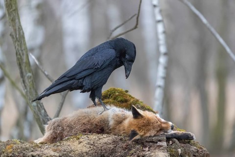 One common raven (Corvus corax), feeding on the carcass of a red fox lying on stones in a forest of