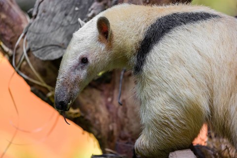 One southern tamandua (Tamandua tetradactyla), climbs up a tree in a forest