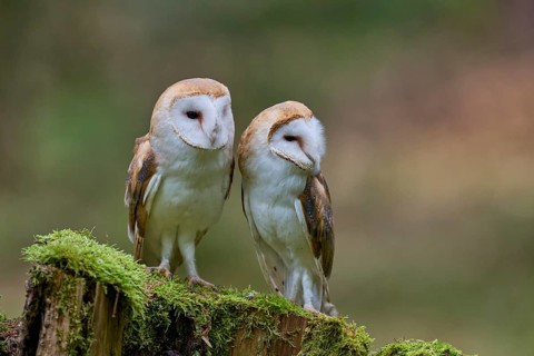Pair of barn owls (Tyto alba) Bavaria, Germany, Europe