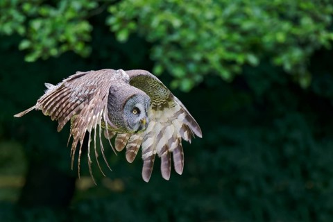 Bearded Owl in flight (Strix nebulosa) captive, Lower Saxony, Germany, Europe