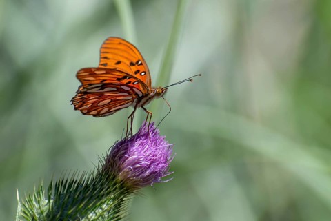 Butterfly of the species Gulf fritillary (or Dione vanillae) on a thistle, Buenos Aires, Argentina,