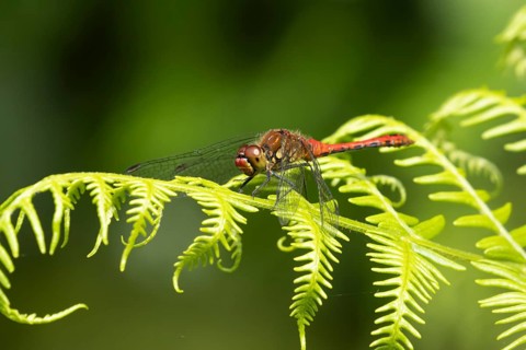 Common darter dragonfly (Sympetrum striolatum) adult male insect on a Bracken plant leaf in the
