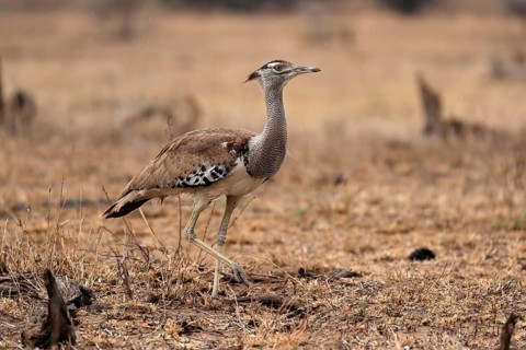 Giant bustard, kori bustard (Ardeotis kori), adult, running, foraging, alert, Kruger National Park,