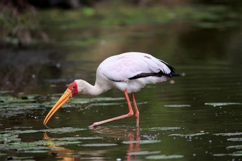 Glutton (Mycteria ibis), adult, in the water, foraging, Kruger National Park, Kruger National Park,