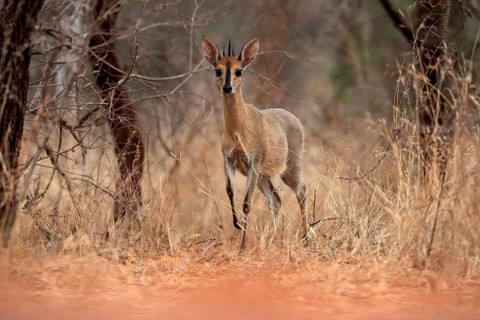 Crowned duiker (Sylvicapra grimmia), adult, male, foraging, Kruger National Park, Kruger National