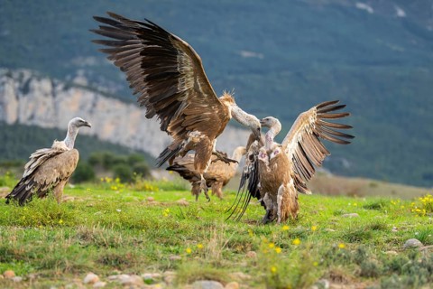 Griffon Vultures (Gyps fulvus) fighting on a flowering meadow in autumn, Pyrenees, Catalonia,