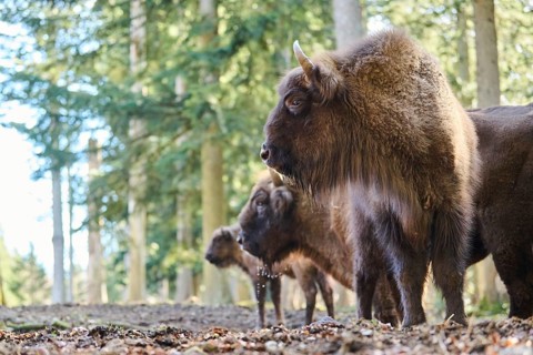 European bison (Bison bonasus) in a forest in spring, Bavarian Forest, Germany, Europe