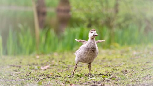 Nile goose chick (Alopochen aegyptiaca) standing, stretching its not yet developed wings, frontal