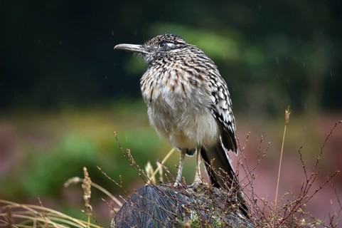 Racing cuckoo, (Geococcyx velox) in the rain, Marlow Bird Park, Mecklenburg-Western Pomerania,