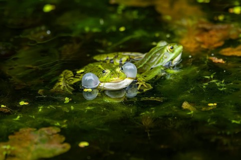 Edible frog (Pelophylax esculentus) in a little lake in the water, Bavaria, Germany, Europe