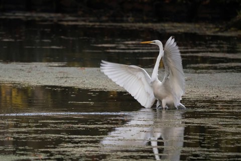 An egret (Ardea alba) flaps its wings over the water and is reflected in it, Hesse, Germany, Europe