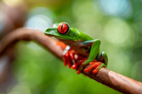Red-eyed tree frog (Agalychnis callidryas), sitting on a branch, Heredia province, Costa Rica,