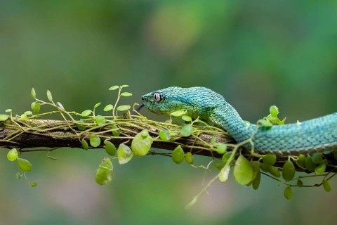 Bothriechis lateralis (Bothriechis lateralis), sitting on a branch, Heredia province, Costa Rica,