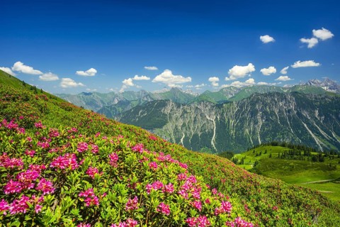Alpenrosenbluete, Panorama of the Fellhorn, behind it the Allgaeuer Alps, Allgaeu, Bavaria,