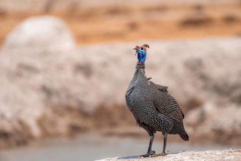 Helmeted guinea fowl (Numida meleagris), guinea fowl at the waterhole, Nxai Pan National Park,