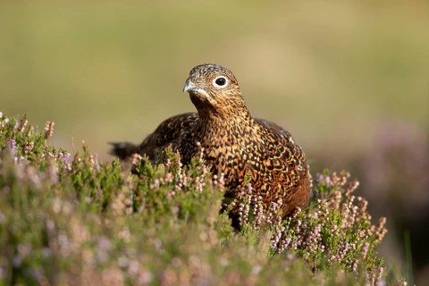 Red grouse (Lagopus lagopus scotica) adult bird in flowering moorland Heather plants in summer,
