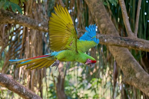 Great green macaw in flight (Ara ambiguus) Costa Rica
